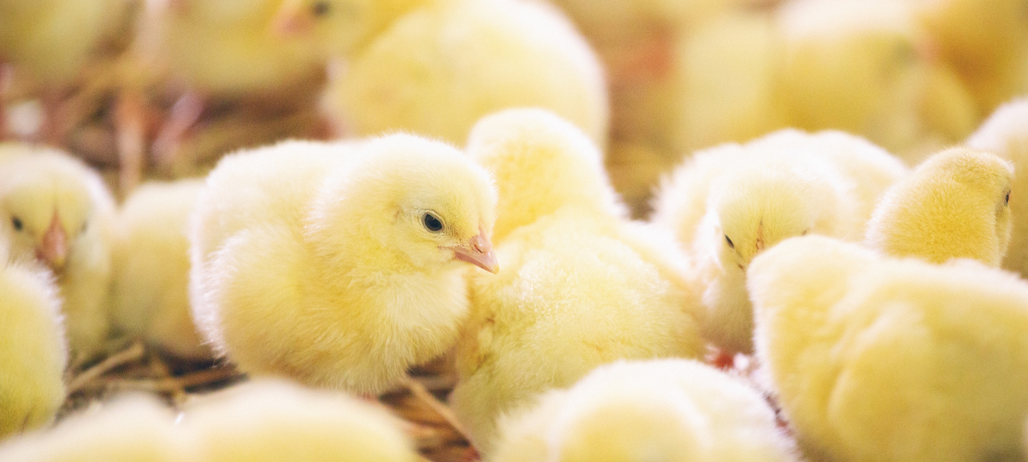 A cluster of fluffy yellow chicks in a soft-focus setting.