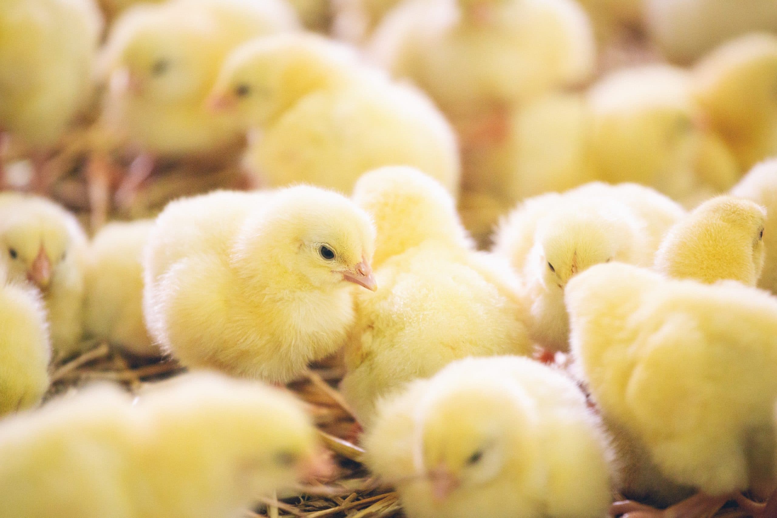 A group of fluffy yellow chicks closely huddled together.
